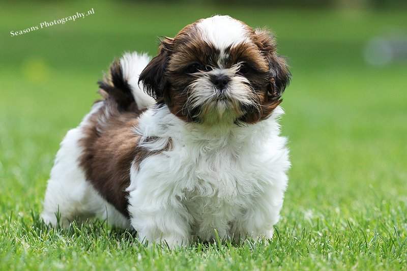 Pups 2012 Taiga en Jazz