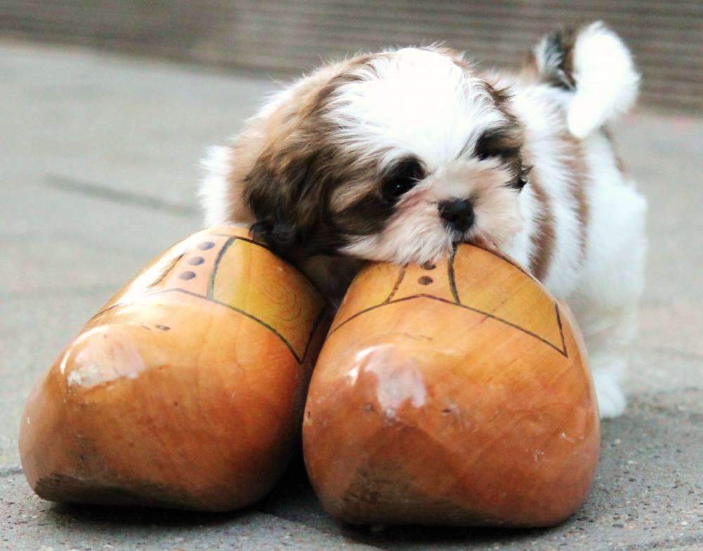 Pups 2015 Nina en Milan