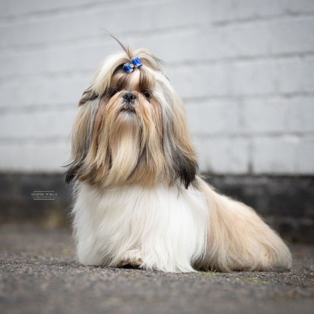 Rex `Star Trooper Jack Dalai Shih-Tzu´